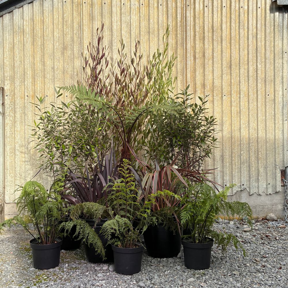A Jake's Jungle native plant cluster — flax, ferns and shrubs in pots, ready for a stand