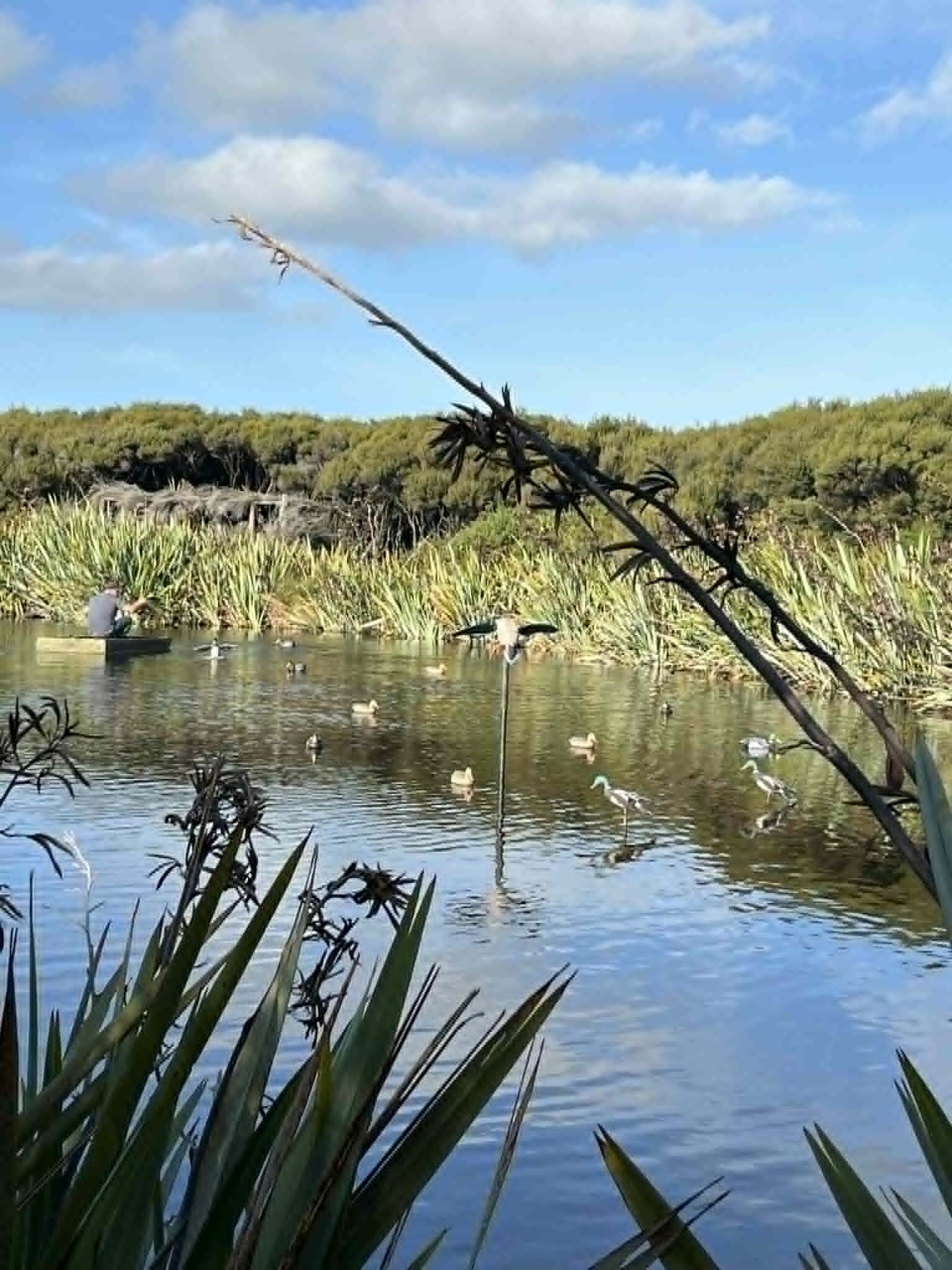Decoy ducks and real mallards on a New Zealand lake with a hunter in a boat in the background
