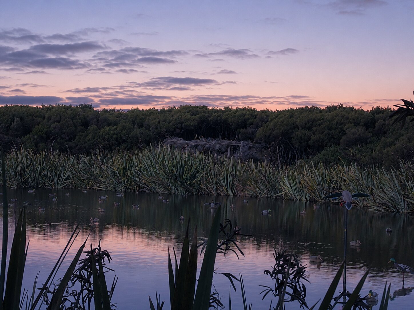Pre-dawn maimai pond in New Zealand — purple-pink sky reflected on still water with decoy ducks set out for opening morning